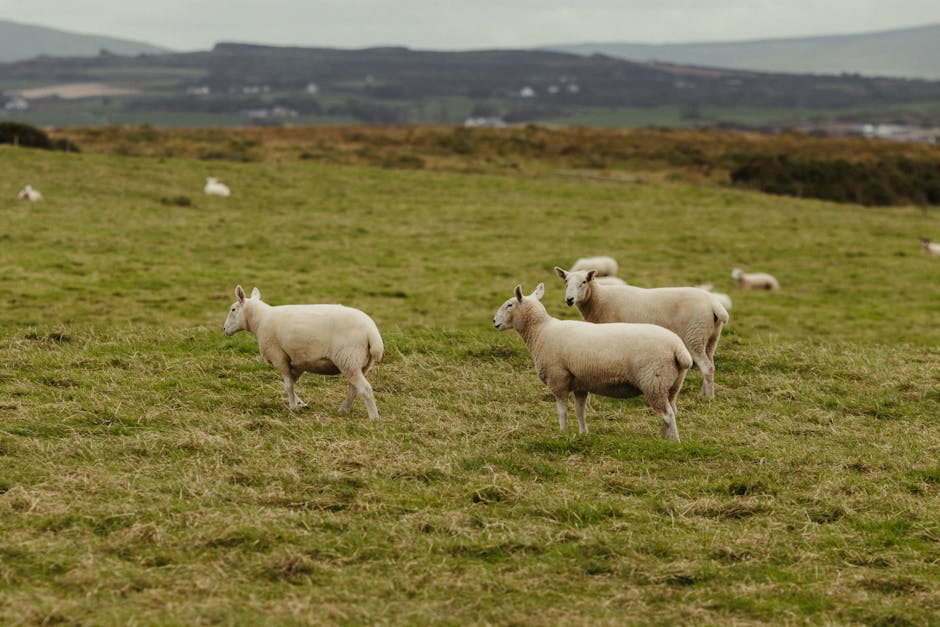 Audience members and participants gathered during a community arts event in Dundalk.